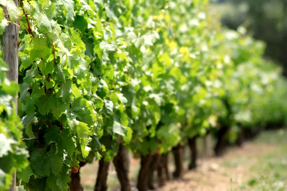 petit producteur de champagne près de Troyes 