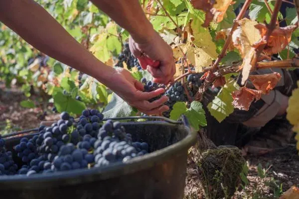 récoltant manipulant champagne près de Troyes 