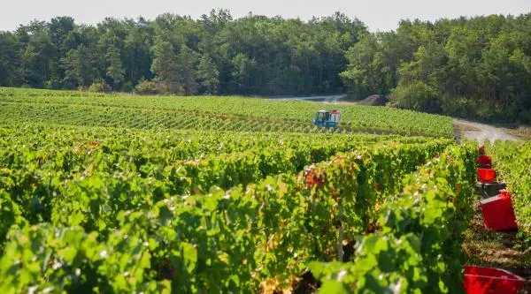 champagne grande quantité restaurant près de Troyes 