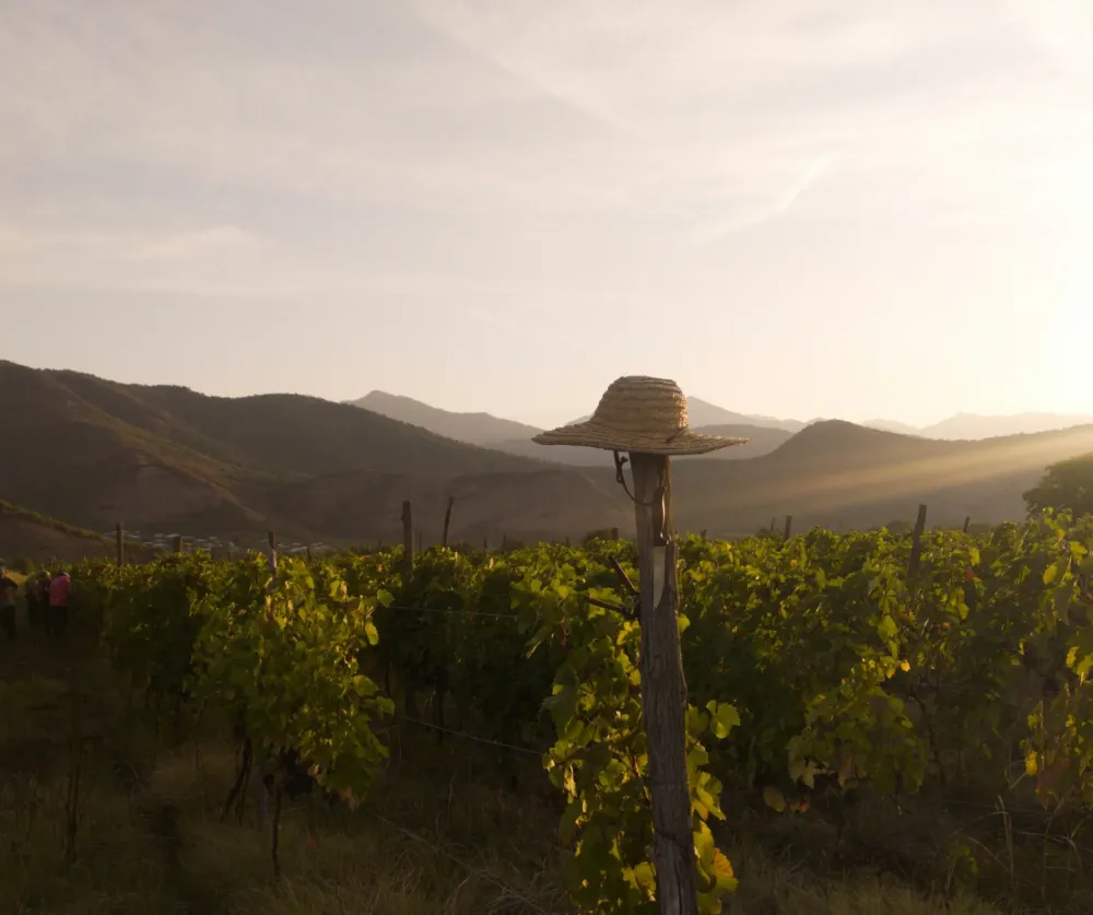 Vigneron indépendant près de Dijon