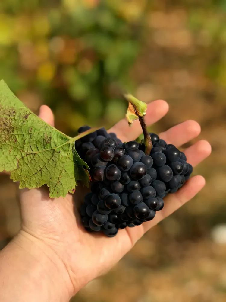 Récoltant manipulant champagne près de Dijon