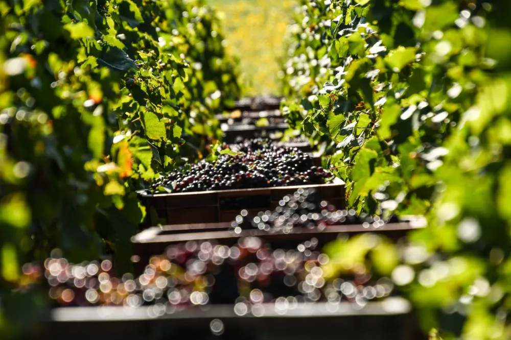 Champagne Cretol & fils (7)